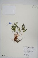 高山珠蕨藏品圖，第1張