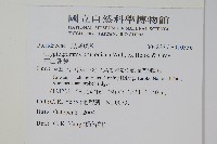 高山珠蕨藏品圖，第2張