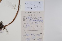 星蕨藏品圖，第2張