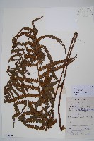 異子毛蕨藏品圖，第1張