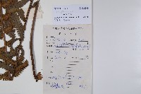 異子毛蕨藏品圖，第2張