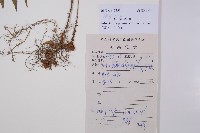 假蹄蓋蕨藏品圖，第1張