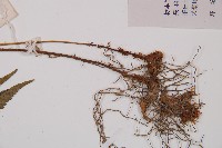 假蹄蓋蕨藏品圖，第2張