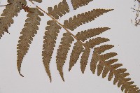 假蹄蓋蕨藏品圖，第3張