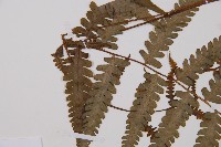 假蹄蓋蕨藏品圖，第4張