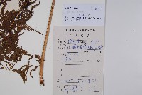 普通針毛蕨藏品圖，第1張