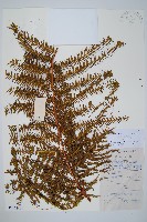 鱗芽裡白藏品圖，第1張