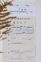 鱗芽裡白藏品圖，第2張