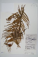 鱗蓋鳳尾蕨藏品圖，第1張