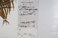 鱗蓋鳳尾蕨藏品圖，第2張