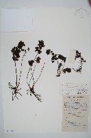 廣西長筒蕨藏品圖，第1張