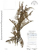 半邊羽裂鳳尾蕨藏品圖，第1張