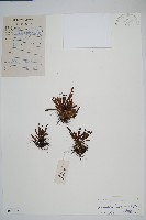 登錄號:P010346藏品圖，第1張