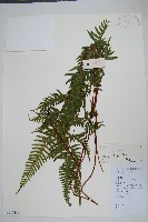 天草鳳尾蕨藏品圖，第1張