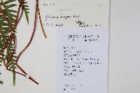 天草鳳尾蕨藏品圖，第2張