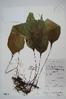 盾蕨藏品圖，第1張