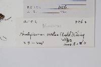 盾蕨藏品圖，第2張