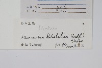 箭葉星蕨藏品圖，第2張