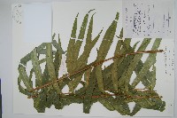 粗齒革葉紫萁藏品圖，第1張