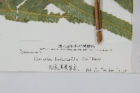 粗齒革葉紫萁藏品圖，第2張