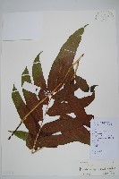 大羽葉新月蕨藏品圖，第1張