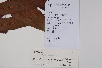 大羽葉新月蕨藏品圖，第2張