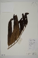 鹵蕨藏品圖，第1張