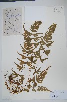 天草鳳尾蕨藏品圖，第1張