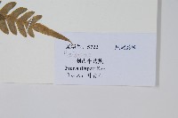 天草鳳尾蕨藏品圖，第2張