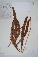 崇澍蕨藏品圖，第1張