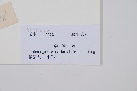 崇澍蕨藏品圖，第2張