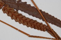 崇澍蕨藏品圖，第3張