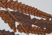 崇澍蕨藏品圖，第4張