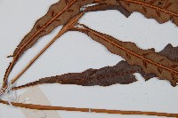 崇澍蕨藏品圖，第5張