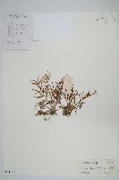 水蕨藏品圖，第1張