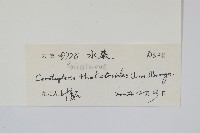 水蕨藏品圖，第2張