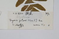 槲蕨藏品圖，第2張