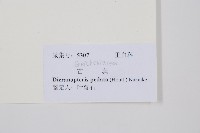 芒萁藏品圖，第2張