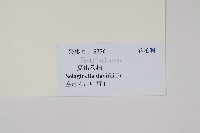 蔓出卷柏藏品圖，第2張