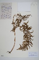 密腺副金星蕨藏品圖，第1張