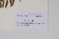 密腺副金星蕨藏品圖，第2張