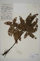 扇葉鐵線蕨藏品圖，第1張