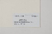 扇葉鐵線蕨藏品圖，第2張