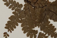 扇葉鐵線蕨藏品圖，第3張