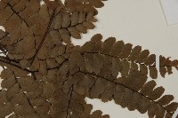 扇葉鐵線蕨藏品圖，第4張