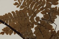 扇葉鐵線蕨藏品圖，第5張