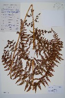 華南鱗蓋蕨藏品圖，第1張