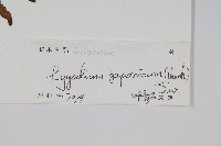 海金沙藏品圖，第2張