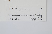 烏蕨藏品圖，第2張