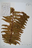 中華裡白藏品圖，第1張